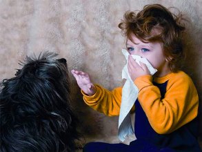 В чем причина аллергии на животных